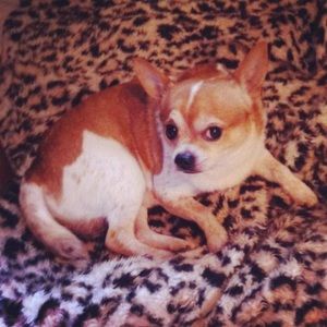 Meet your Posher, Li hua